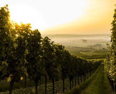 Promenade dans les vignes