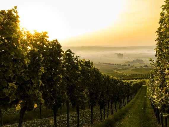 Promenade dans les vignes